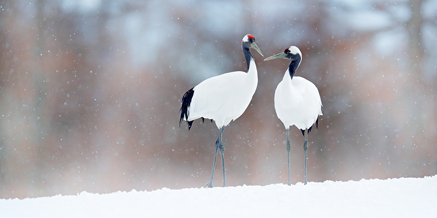 Red Crowned Cranes Red Crowned Cranes